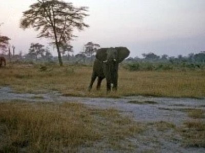 Adventures in East Africa—Part II